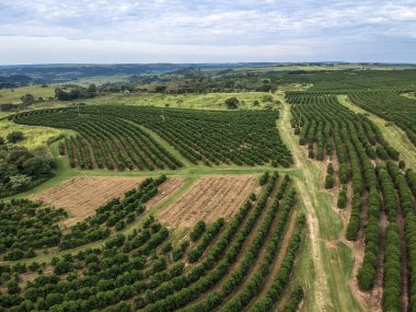 Brezilya Hava Terasımdan yeşil kahve alanı