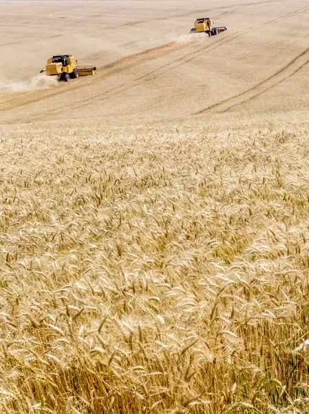 Combinar Cosechadora Campo Trigo Brasil — Foto de Stock