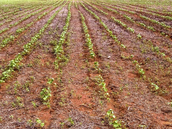 Feuilles Haricot Vert Dans Champ Cultivé Brésil — Photo