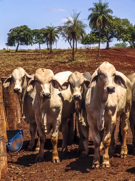 Herd of brahman beef cattle cows on confinement in Brazil