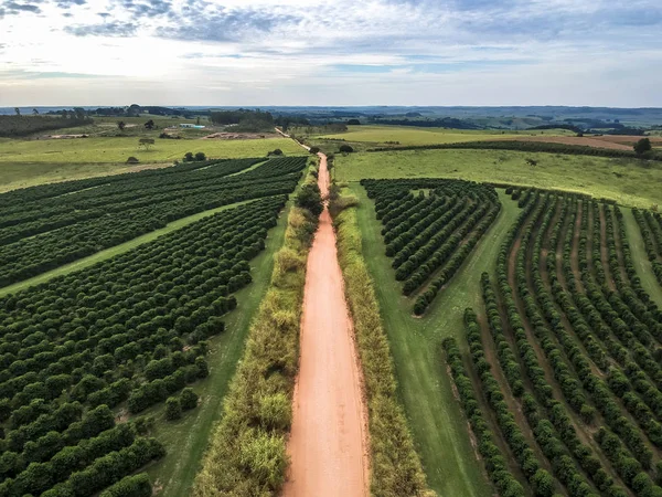 Flygfoto Över Kaffeplantage Fält Och Coutry Road Sao Paulo State — Stockfoto