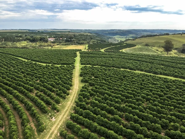 Vista Aérea Del Campo Café Verde Brasil — Foto de Stock