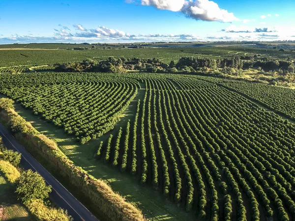 Brezilya 'nın Sao Paulo eyaletindeki kahve tarlası ve coutry yolunun havadan görünüşü.