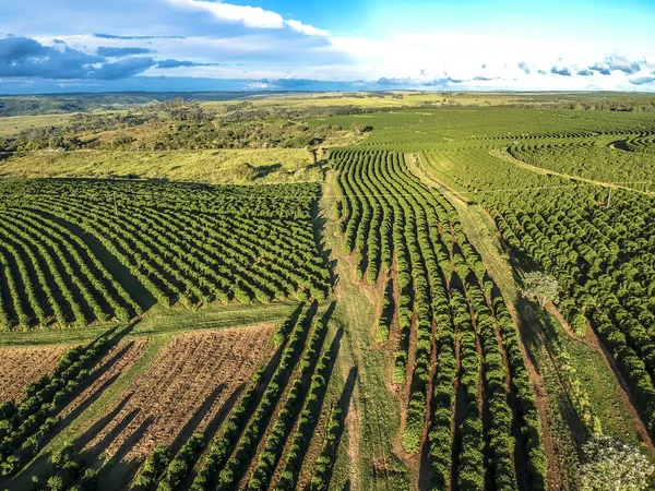 ブラジルの緑のコーヒー畑の航空写真 — ストック写真