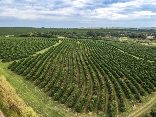 Vista Aérea Del Campo Café Verde Brasil — Foto de Stock