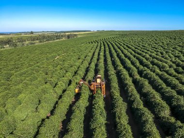 Brezilya 'daki mekanize kahve hasadının havadan görüntüsü.