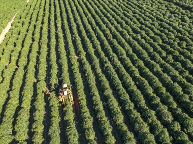 Brezilya 'daki mekanize kahve hasadının havadan görüntüsü.