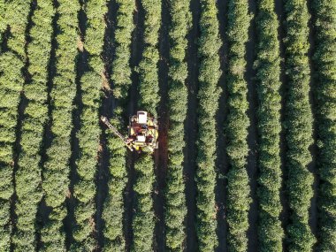 Brezilya 'daki mekanize kahve hasadının havadan görüntüsü.