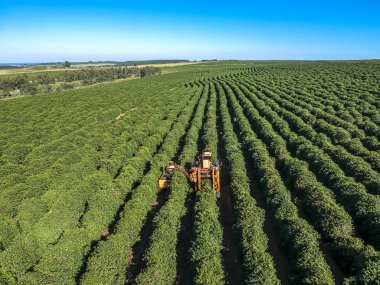 Brezilya 'daki mekanize kahve hasadının havadan görüntüsü.