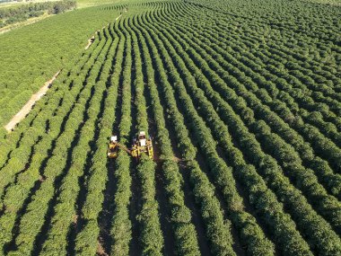 Brezilya 'daki mekanize kahve hasadının havadan görüntüsü.