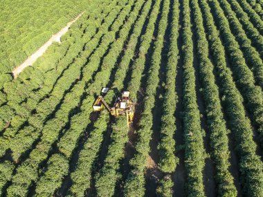Brezilya 'daki mekanize kahve hasadının havadan görüntüsü.