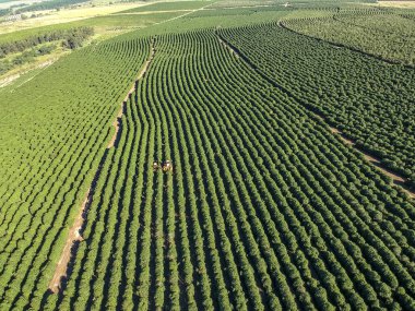 Brezilya 'daki mekanize kahve hasadının havadan görüntüsü.