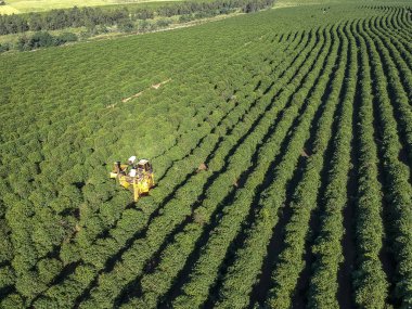 Brezilya 'daki mekanize kahve hasadının havadan görüntüsü.