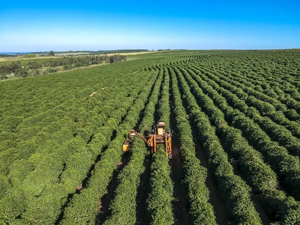 Brezilya 'daki mekanize kahve hasadının havadan görüntüsü.