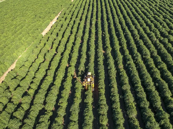 Vista Aérea Del Café Cosecha Mecanizada Brasil —  Fotos de Stock