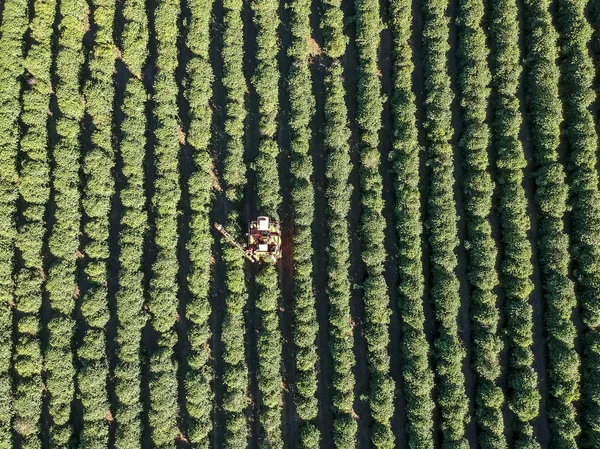 Vista Aerea Del Caffè Raccolta Meccanizzata Brasile — Foto Stock