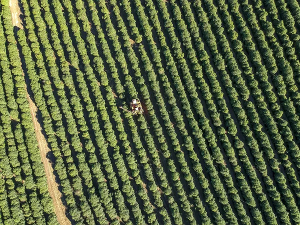 コーヒーの空中ビューブラジルで機械化された収穫 — ストック写真