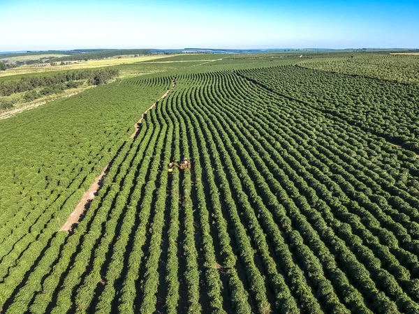 コーヒーの空中ビューブラジルで機械化された収穫 — ストック写真