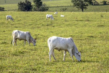Bir mera otlatma Nelore sığır sürüsü