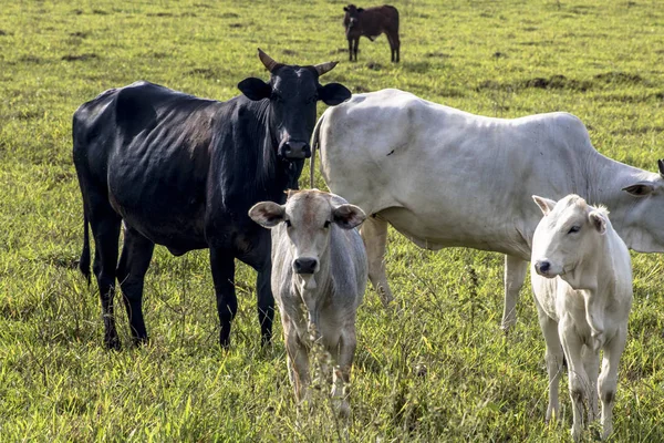 Herd Nelore Cattle Grazing Pasture — Stock Photo, Image