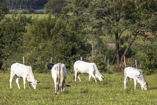 Bir Mera Otlatma Nelore Sığır Sürüsü — Stok fotoğraf