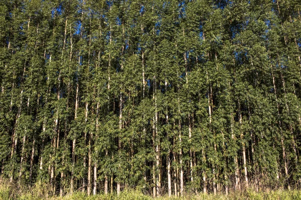 Wald Aus Eukalyptusbäumen Brasilianischen Bundesstaat Sao Paulo — Stockfoto