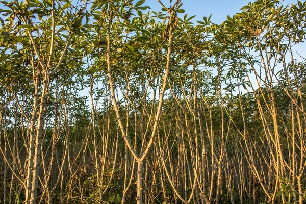 Cassava Oder Maniokpflanzenfeld Brasilien — Stockfoto