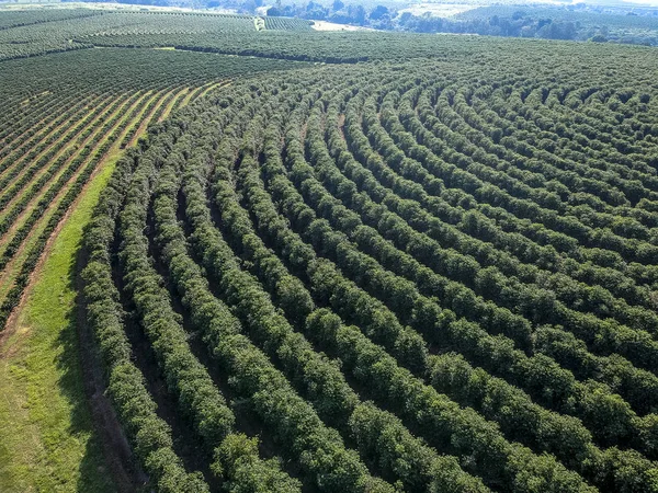 ブラジルの緑のコーヒー畑の航空写真 — ストック写真