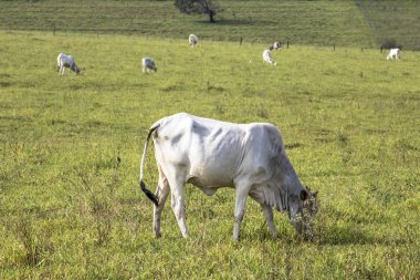 Bir mera otlatma Nelore sığır sürüsü