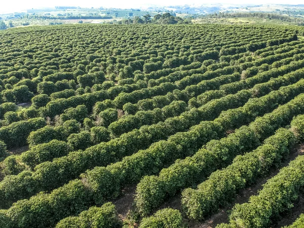 Vista Aérea Del Campo Café Verde Brasil —  Fotos de Stock