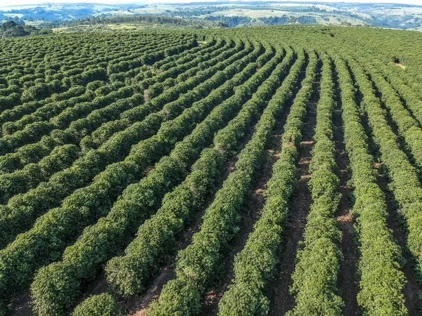 Vista Aérea Del Campo Café Verde Brasil —  Fotos de Stock