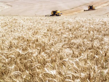 Parana, Brezilya, 20 Eylül 2007. Hasat makinesini buğday tarlasında birleştirin