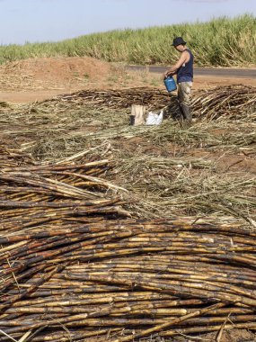 Piracicaba, Sao Paulo, Brezilya, 05 Eylül 2007: emek hasat şeker kamışı, Brezilya