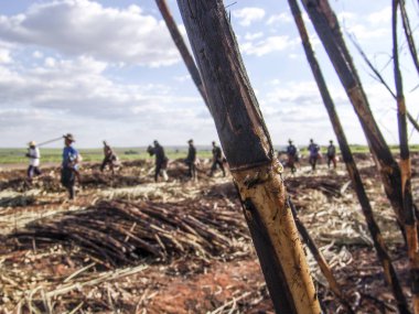 Piracicaba, Sao Paulo, Brezilya, 05 Eylül 2007: emek hasat şeker kamışı, Brezilya