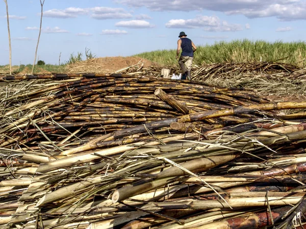 Piracicaba, Sao Paulo, Brezilya, 05 Eylül 2007: emek hasat şeker kamışı, Brezilya