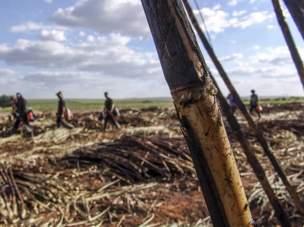 Piracicaba, Sao Paulo, Brezilya, 05 Eylül 2007: emek hasat şeker kamışı, Brezilya