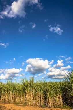 Brezilya'da şeker kamışı tarlası ve mavi gökyüzü