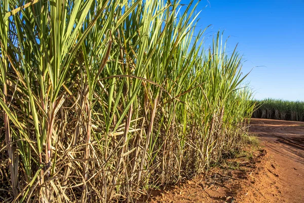 Sugar cane field and blue sky in Brazil