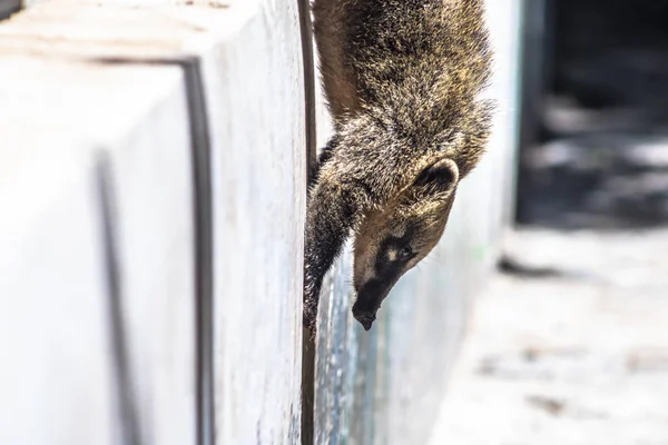 Jihoamerický Coati Nasua Nasua Brazílii — Stock fotografie