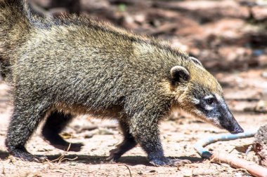 Güney Amerika Coati, Brezilya'da parkta Nasua nasua