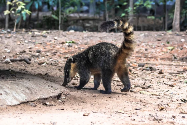 Coati Sudamericana Nasua Nasua Parque Brasil — Foto de Stock