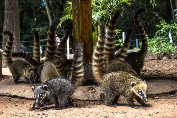 Südamerikanische Nasenbär Nasua Nasua Auf Park Brasilien — Stockfoto