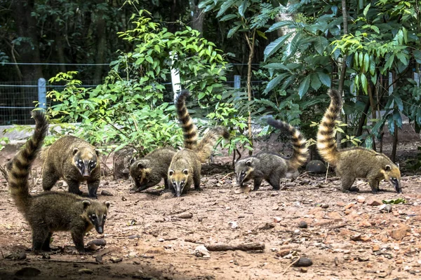 Südamerikanische Nasenbär Nasua Nasua Auf Park Brasilien — Stockfoto