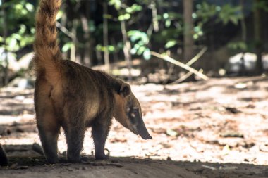 Güney Amerika Coati, Brezilya'da parkta Nasua nasua