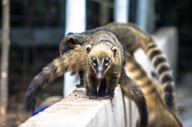 Güney Amerika Coati, Brezilya'da parkta Nasua nasua