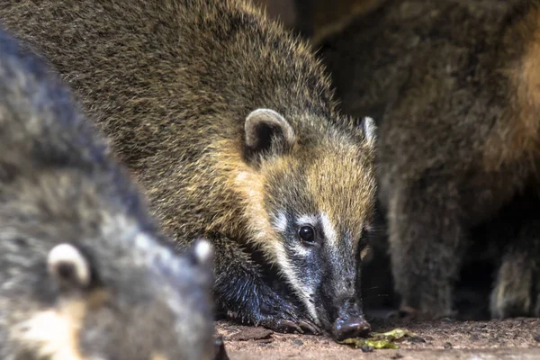 South American Coati Nasua Nasua Sur Parc Brésil — Photo