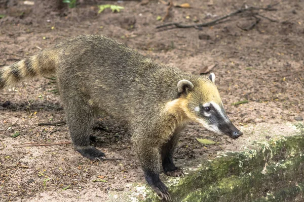 South American Coati Nasua Nasua Parque Brasil — Fotografia de Stock