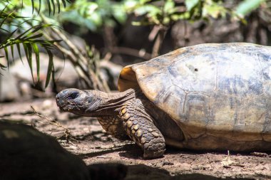 Brezilya'da kumüzerinde yürüyen kırmızı bacaklı kaplumbağa