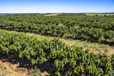 Brezilya 'daki yeşil kahve tarlası manzarası