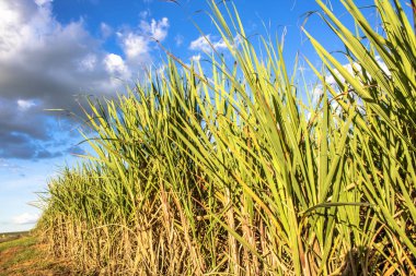 Brezilya'da şeker kamışı tarlası ve mavi gökyüzü